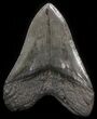 Large, Fossil Megalodon Tooth #41809-2